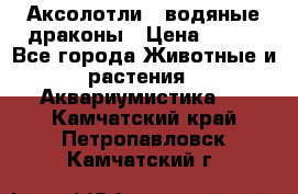 Аксолотли / водяные драконы › Цена ­ 500 - Все города Животные и растения » Аквариумистика   . Камчатский край,Петропавловск-Камчатский г.